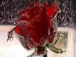 15. valentines day red flowers wallpapers
